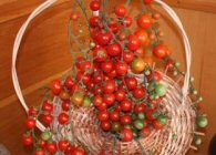 tomate coralina