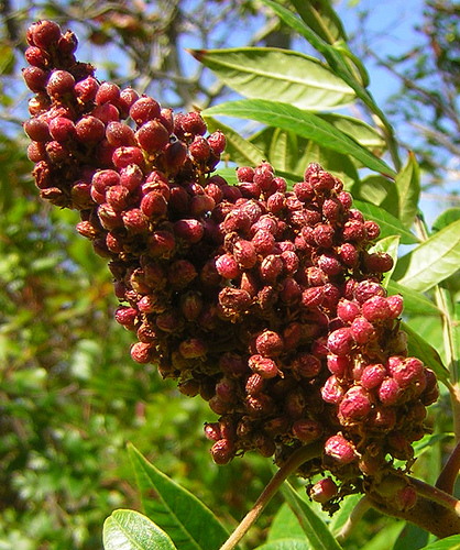 Rhus typhina fructe