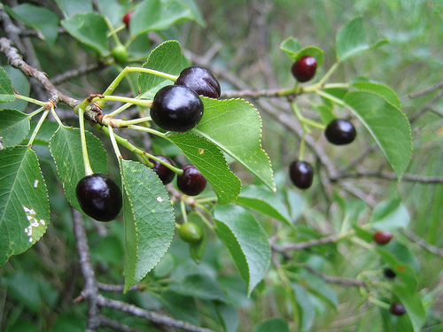 Prunus mahaleb visin turcesc