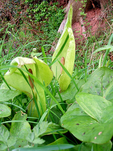 Arum maculatum