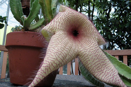 Cea mai mare floare din lume, inflorita in Elvetia, are forma de penis (Galerie foto)