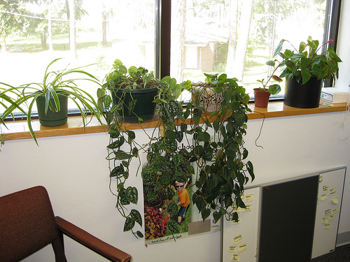birou ecologic cu plante