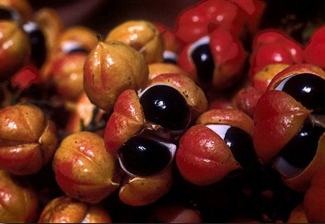 Fructe de Guarana