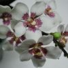 Orhideea Sarcochilus