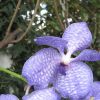 Orhideea Vanda