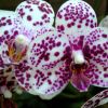 Orhideea Phalaenopsis