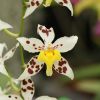 Orhideele Odontoglossum
