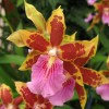 Istoria orhideelor (II)