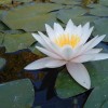 Lotusul subtropical