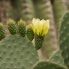 Despre cactusi - partea I