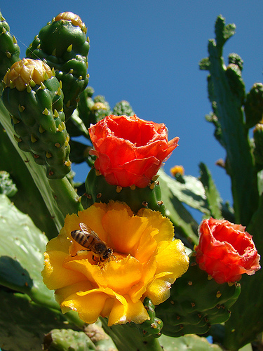 floare de cactus
