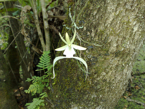 orhideea fantoma