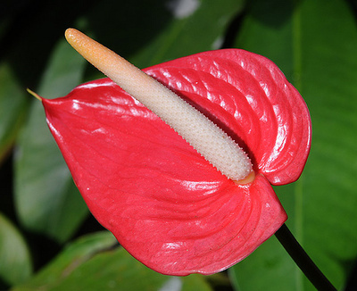 Floarea flamingo