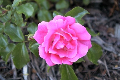 Trandafir Heidetraum