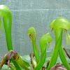 Plante insectivore - Crinul cobra