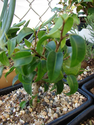 Bonsai de Ficus benjamina