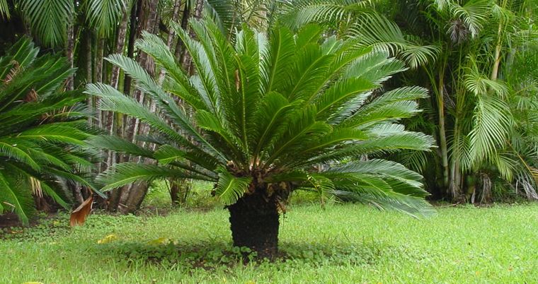 Cycas - Frumosul palmier fals
