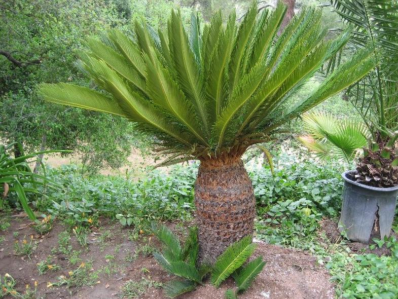 Cycas - Frumosul palmier fals