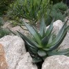 Aloe Vera (IV) - Despre planta aloe vera