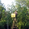 Cea mai inalta planta Amaranthus din lume