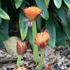 Exotica floare Scadoxus