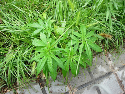 frunze de marijuana