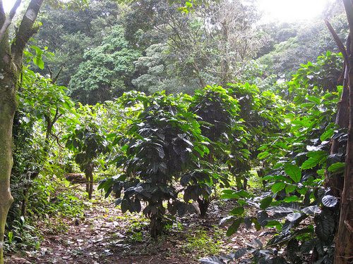 plantatie de cafea