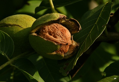Fruct de nuc