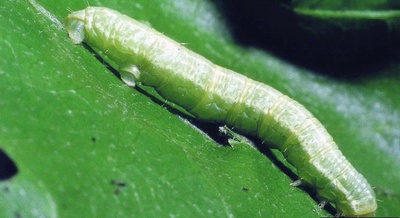 Larva de cotar
