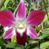 Orhideele Dendrobium