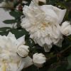 Trandafirul Paloma Blanca