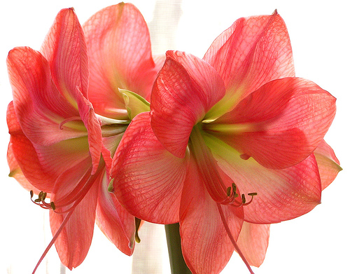 Floare de Amaryllis