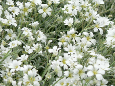 Flori de Cerastium tomentosum