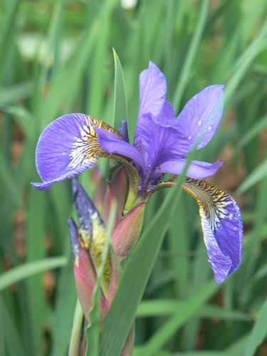Floarea de Iris