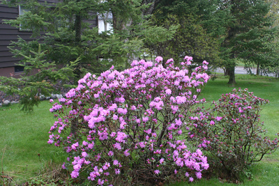 rododendron pjm