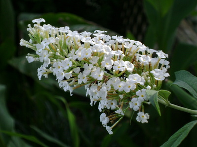 inflorescenta alba de Buddleia