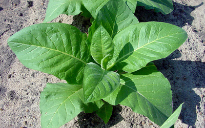 Planta de tutun