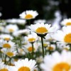 Crizantemele – Bijuteriile gradinii de toamna