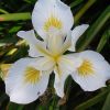 Irisii - ingrijire si cultivare
