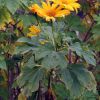 Floarea soarelui mexicana: crestere si ingrijire