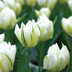 tulipa fosteriana