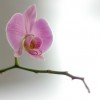 Istoria orhideelor (I)